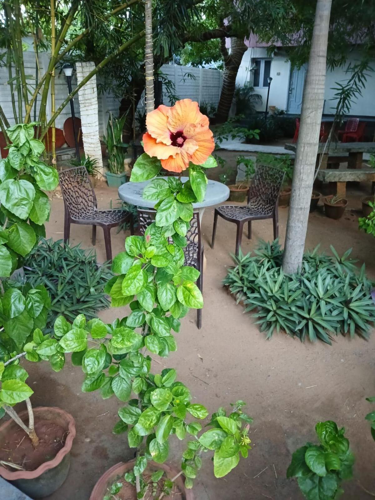 The Well Beach Side Guest House オーロヴィル エクステリア 写真